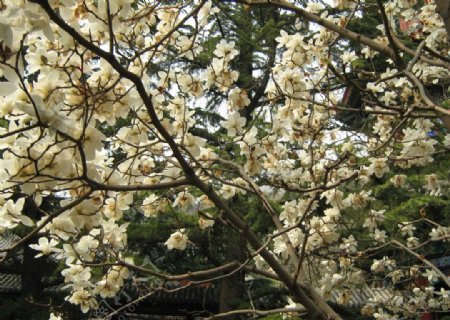 颐和园花树图片