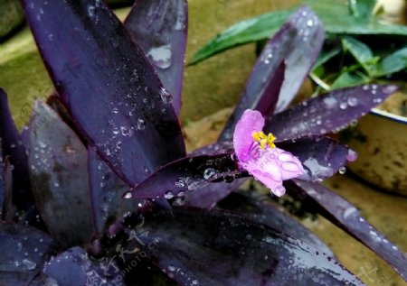 紫罗兰紫鸭跖草图片