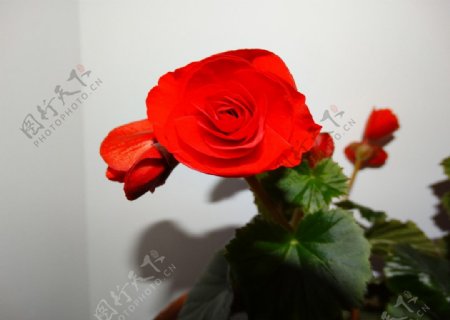 红色的海棠花图片