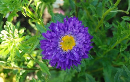 紫色野菊图片