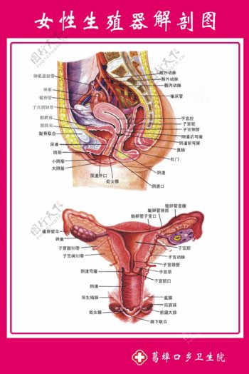 女性生殖器解剖图解分层不精细图片