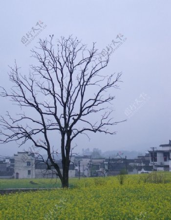 宏村古树图片