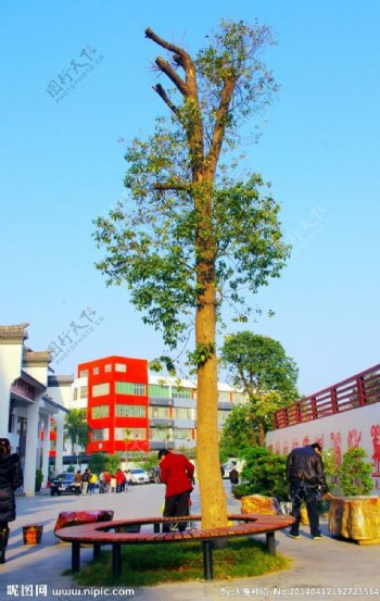 古玩街市树木景观图片