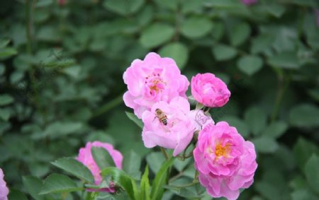 蜜蜂采花月季花图片