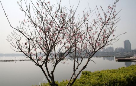 瓜渚湖桃花图片