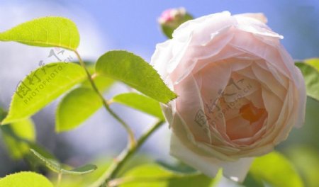 粉色玫瑰阳光下的花图片