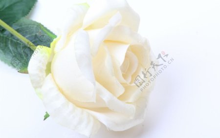 白玫瑰静物摄影图片