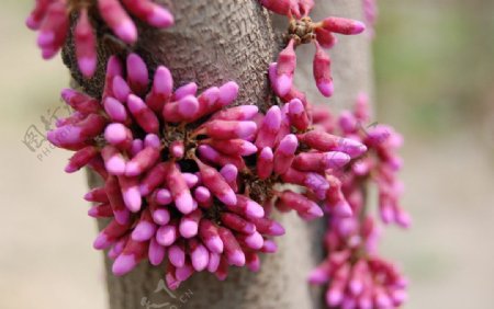 花苞圖片