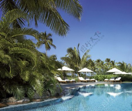 泳池边的椰树图片