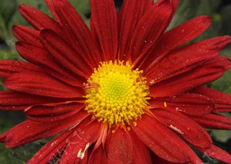 红菊图片