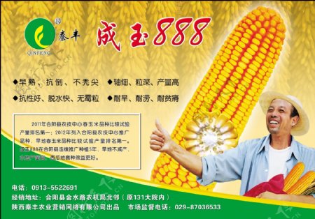 秦丰成玉888玉米种子图片