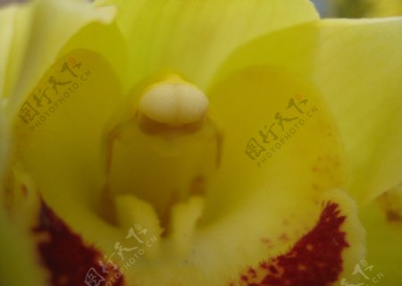 黄色花含苞待放图片