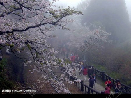 阿里山霧裡的吉野櫻花图片