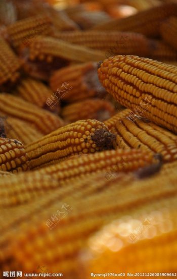 金秋玉米丰收素材图片