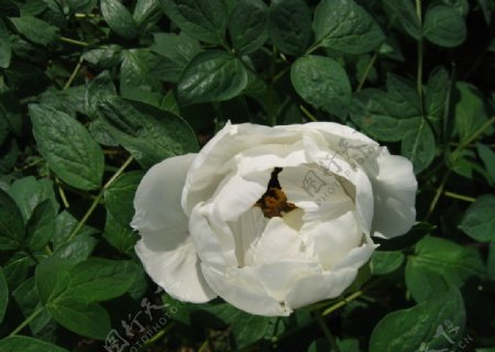 白牡丹花背景图片