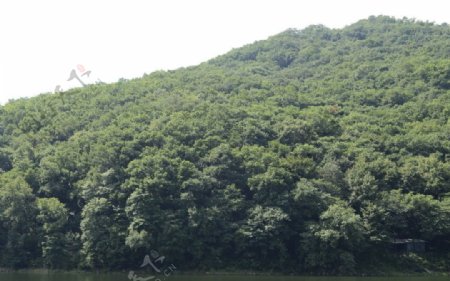 龙湖绿林图片