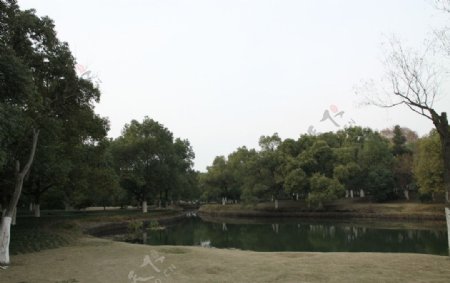 自己拍的公园冬季风景池塘和小树图片