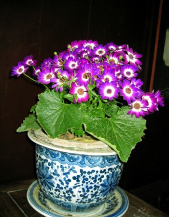 苏州园林花卉图片