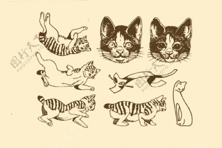 动物图案猫图片