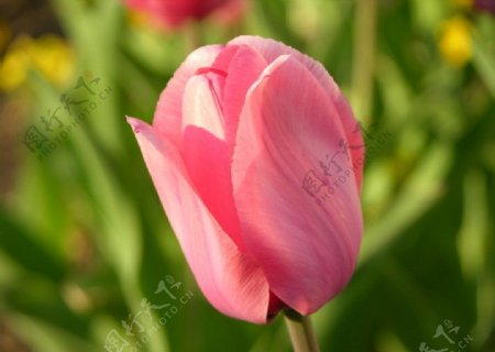 粉色郁金香图片
