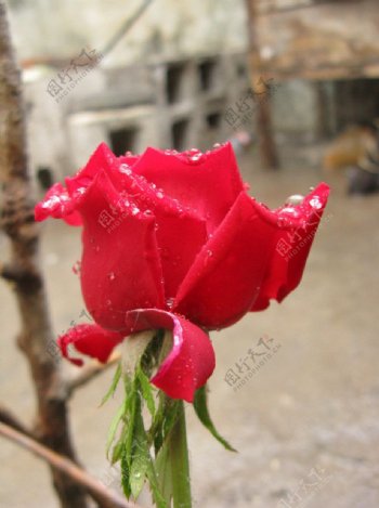 玫瑰雨中玫瑰花图片