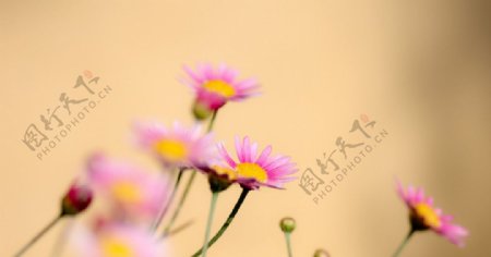 粉红色野菊花图片