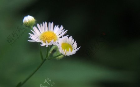 野菊图片