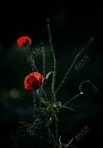红罂粟花图片