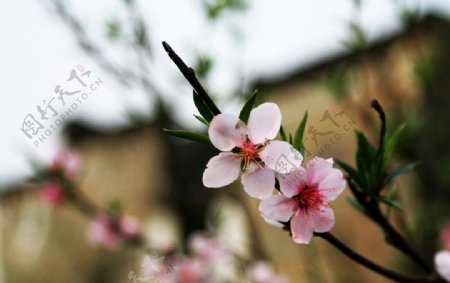 江西婺源理坑村子里的桃花图片