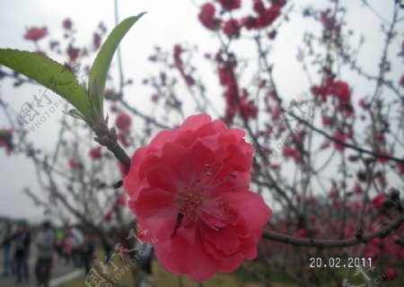 松山湖的桃花林图片