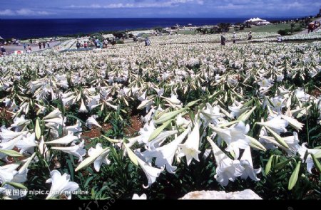 沖繩花景图片