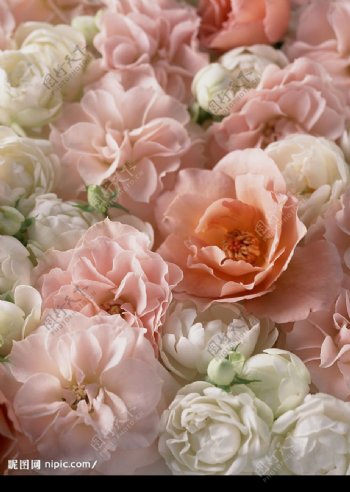 白粉玫瑰花图片