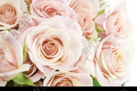 一束粉色玫瑰图片