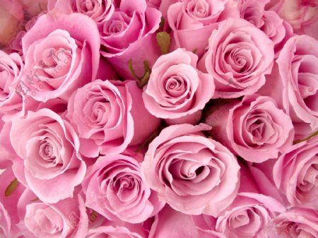 粉红色玫瑰背景图片素材