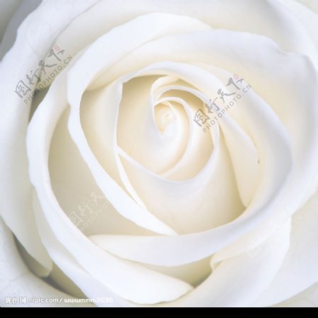白色玫瑰花图片素材