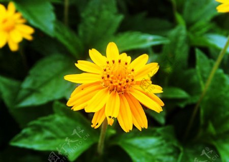 黄晶菊图片