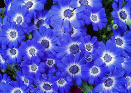 蓝色菊花图片