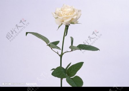 花卉白色玫瑰花图片