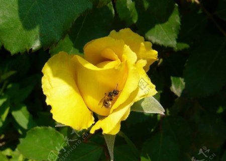 蜜蜂与月季图片