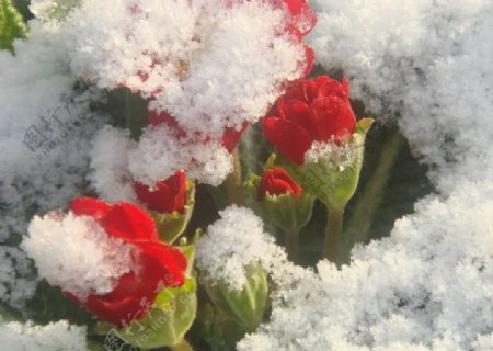 白与红雪与花图片