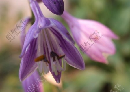 紫萼花心图片