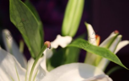 香水百合花蕊上的水珠图片