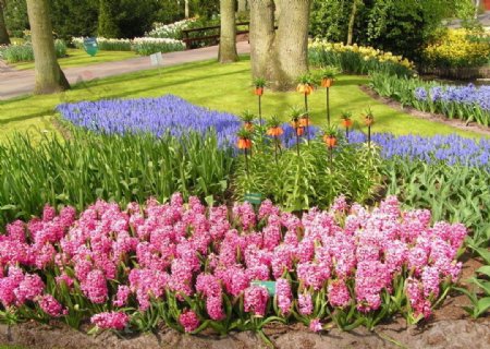 荷兰粉红色风信子图片