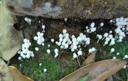 童话中的小蘑菇图片