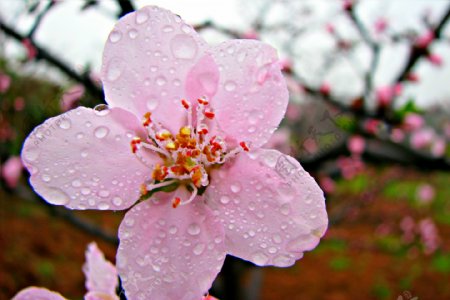 雨中桃花图片