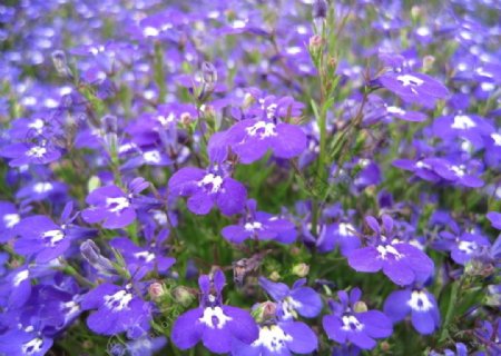 世园会紫色花卉图片