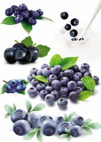 蓝莓果图片