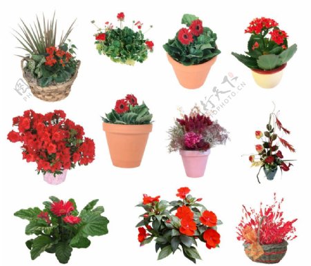 11种开花植物psd素材图片