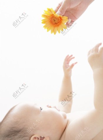 伸手去拿鲜花的宝宝婴儿图片