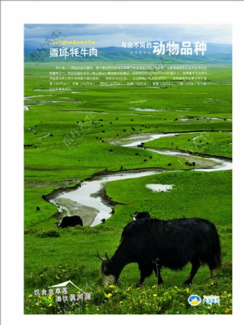 高原牦牛图片